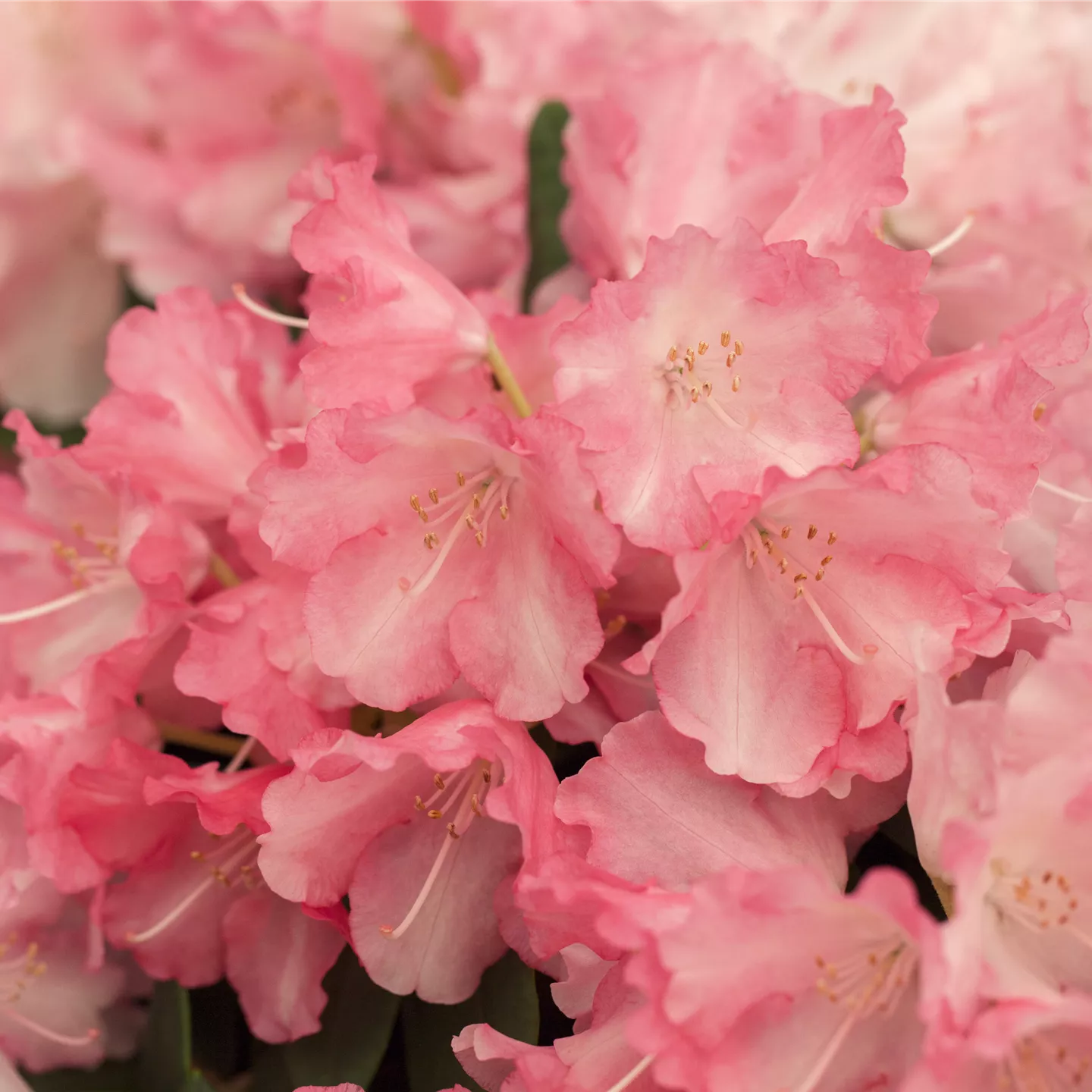 Rhododendron yak.'Marlis'