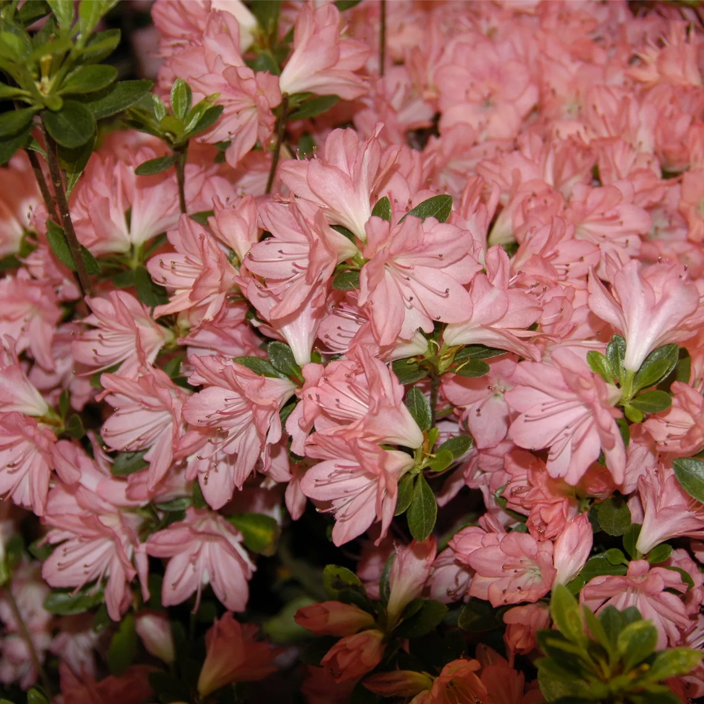 Rhododendron obt.'Blaauw's Pink'