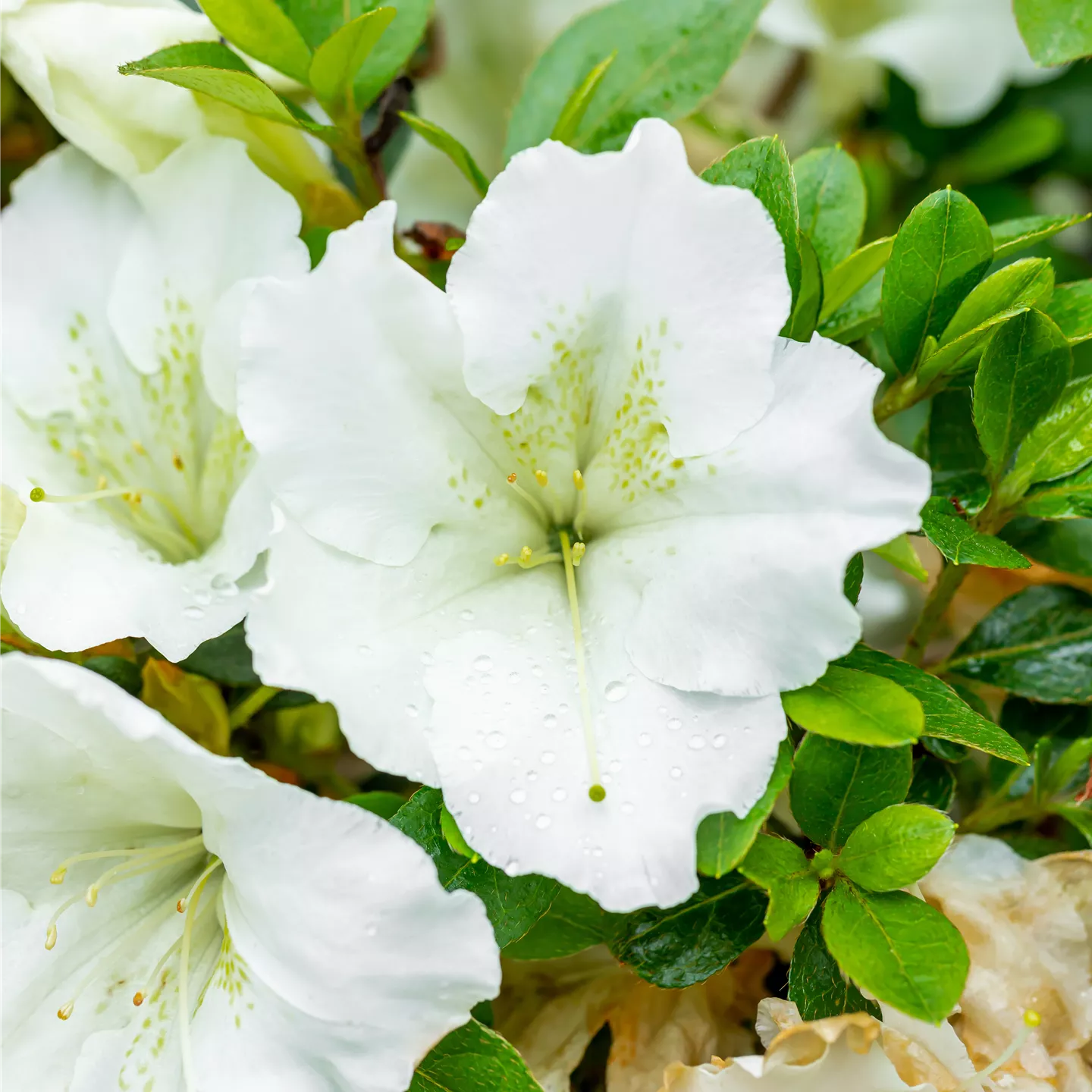 Rhododendron obt.'Dorothy Hayden'