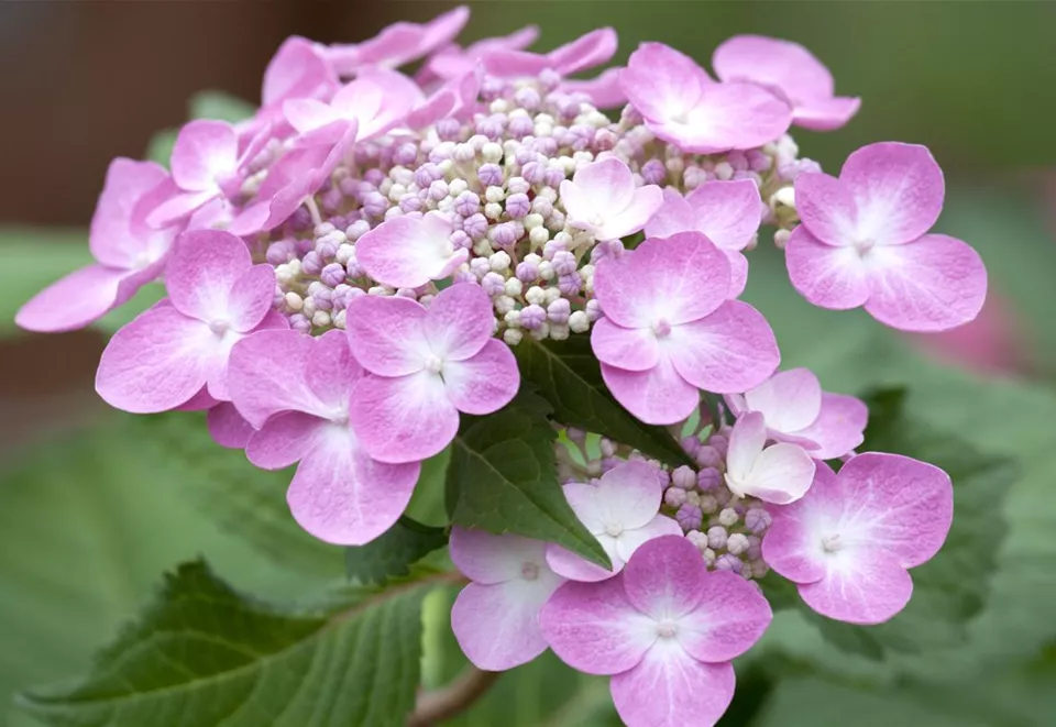 Hydrangea 'Twist-n-Shout'®