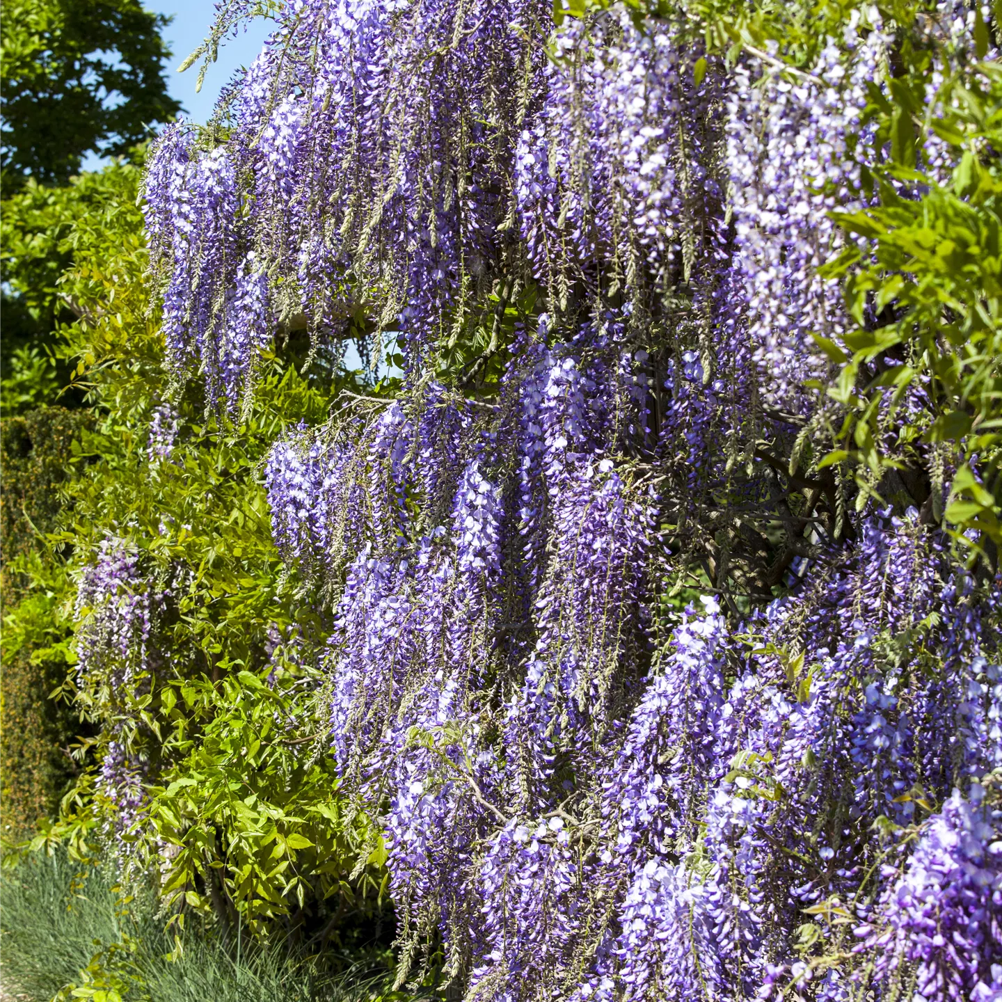 Wisteria floribunda 'Macrobotrys'