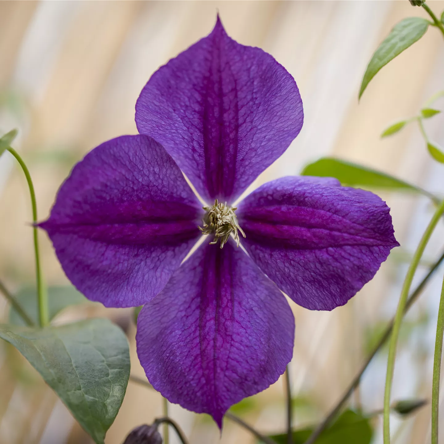 Clematis 'Star of India'