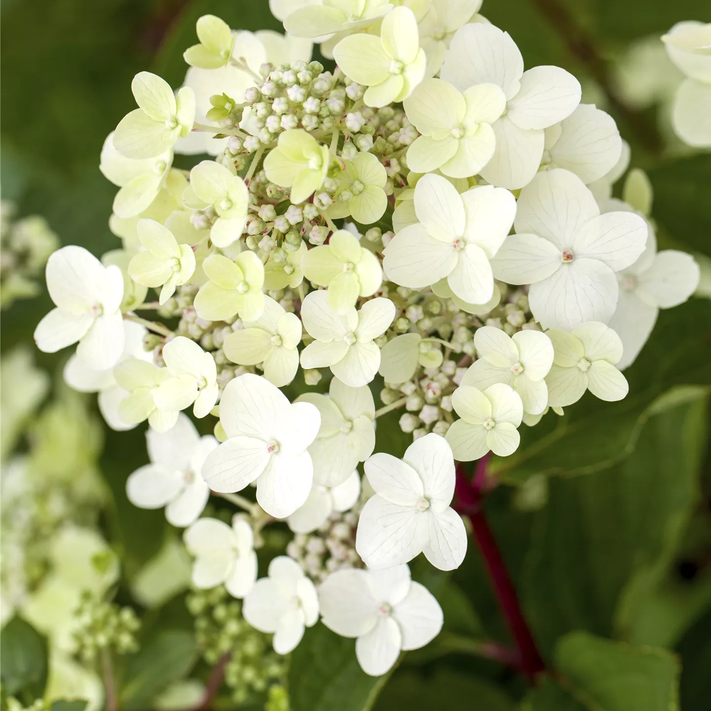 Hydrangea panic. 'Vanille-Fraise' -R-