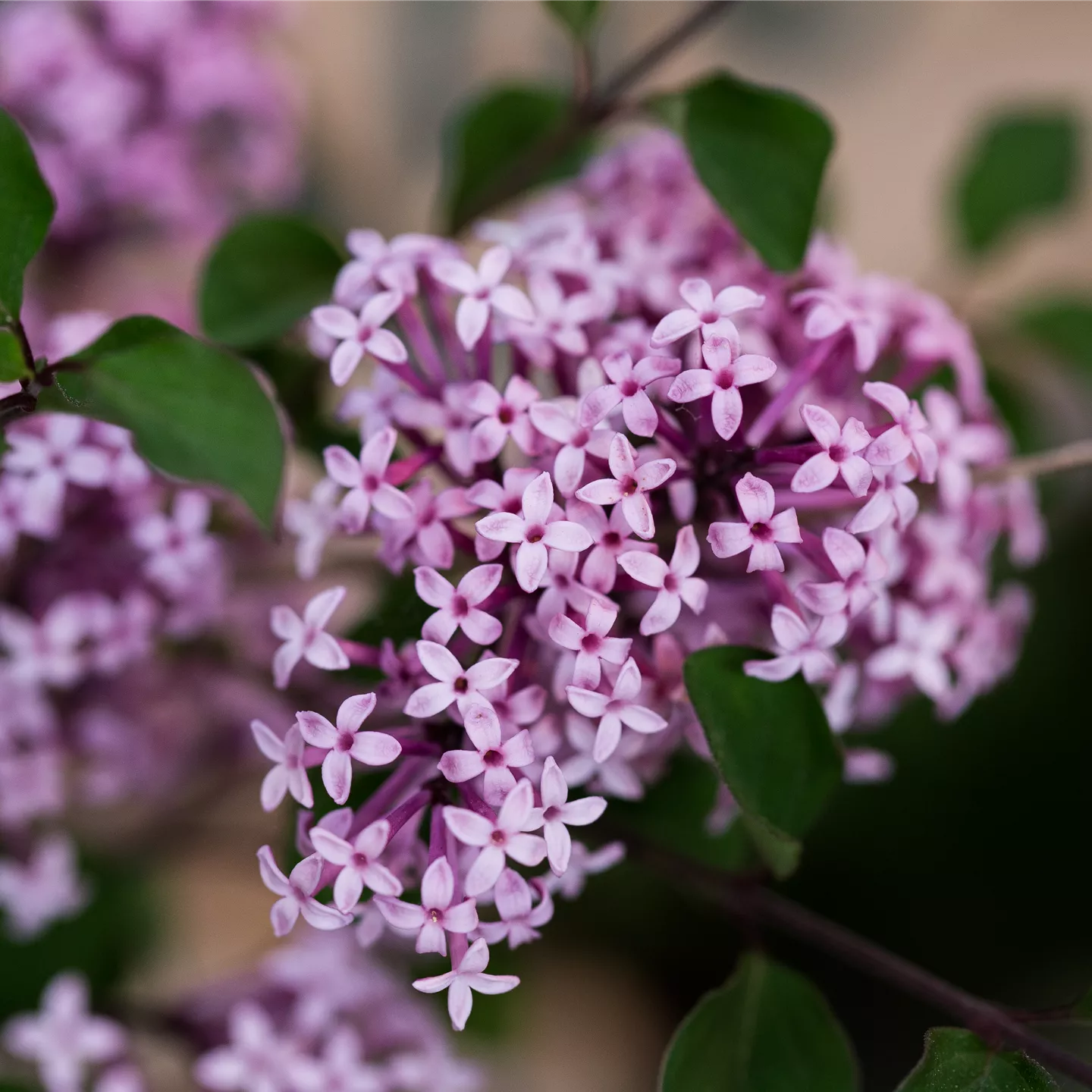 Syringa meyeri 'Josee'