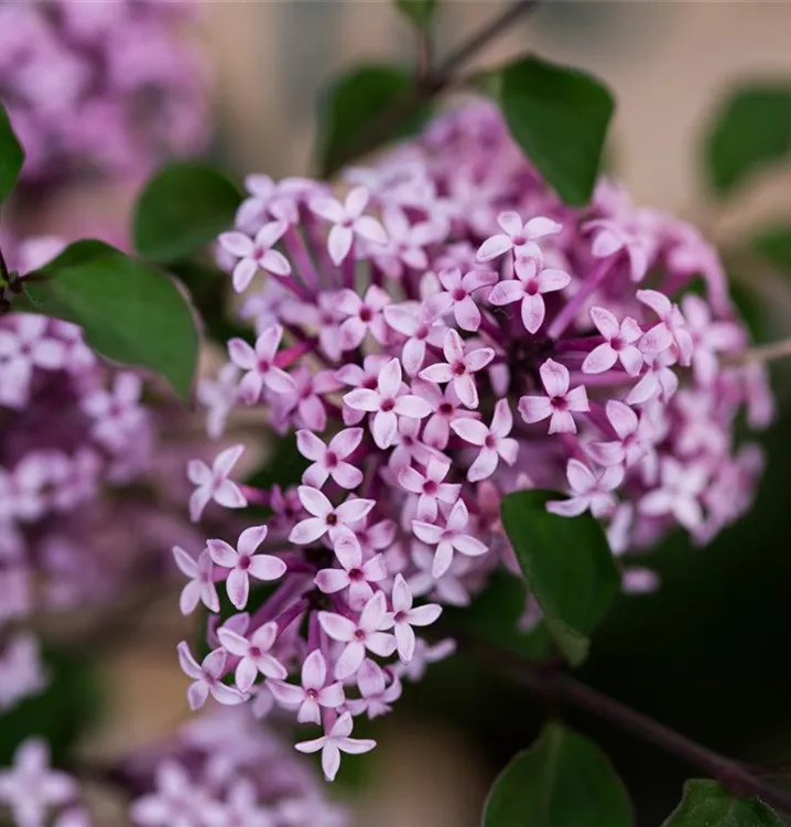 Meyer's Flieder 'Red Pixie'