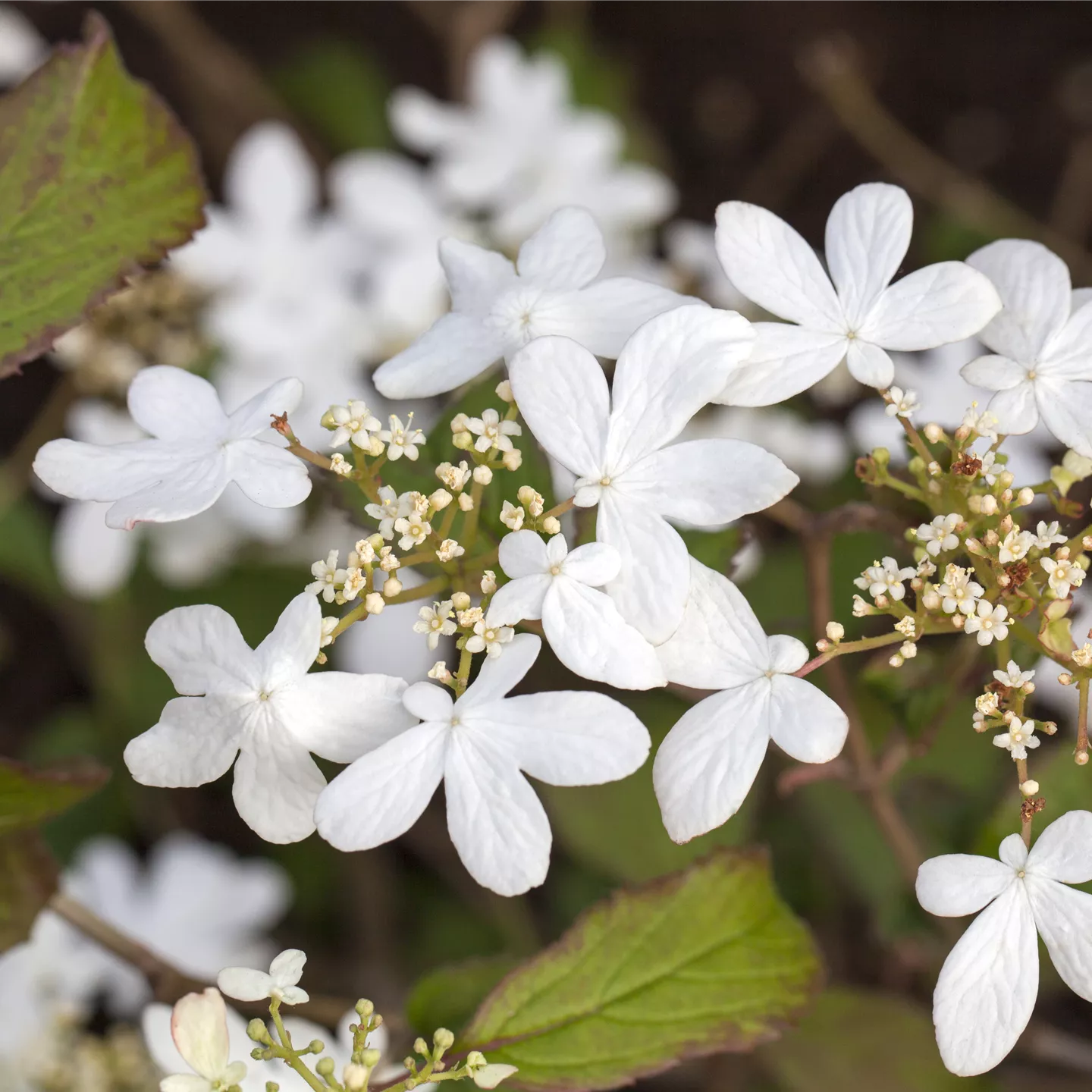 Viburnum plicatum 'Watanabe'