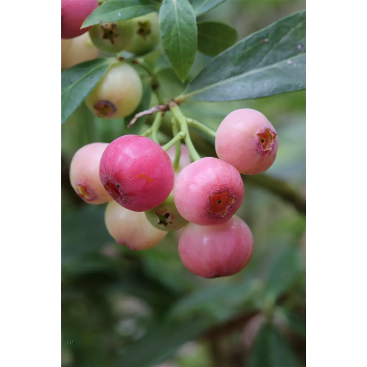 Vaccinium corymb.'Pink Berry' -R- CAC