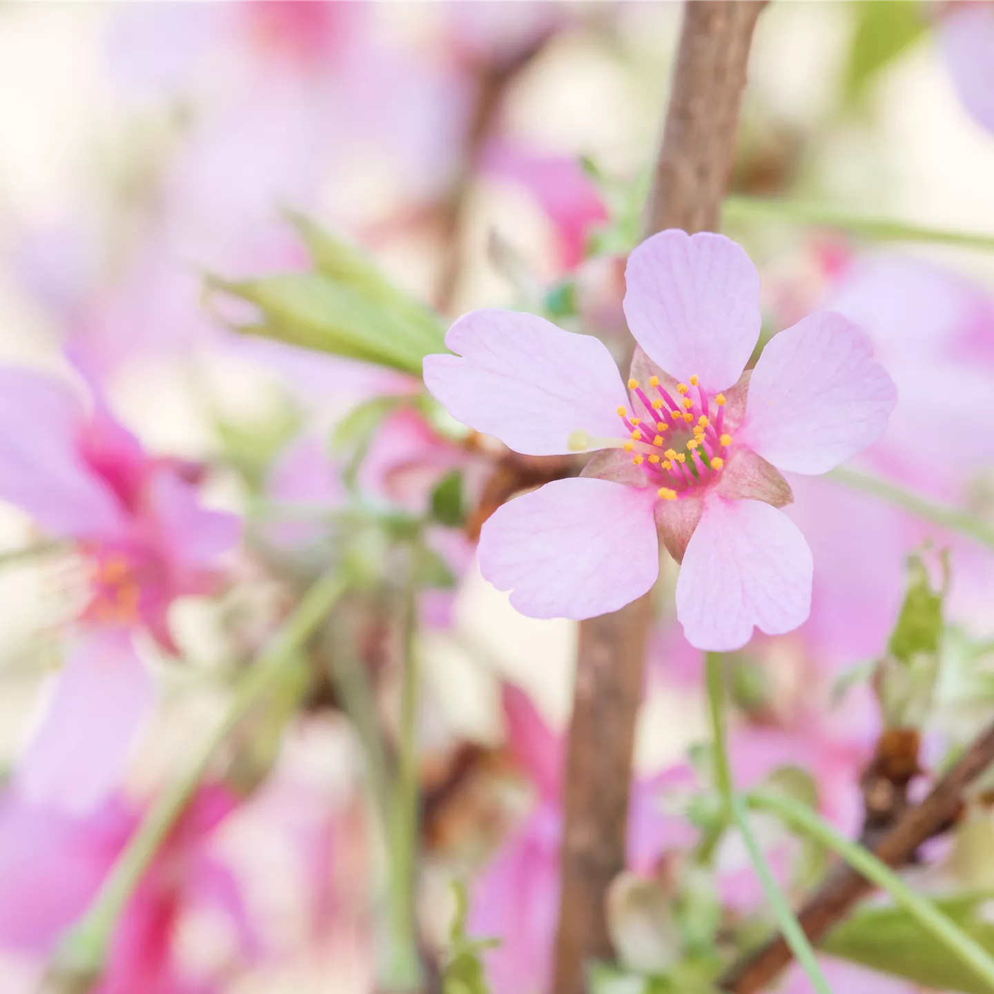 Prunus 'Okame'