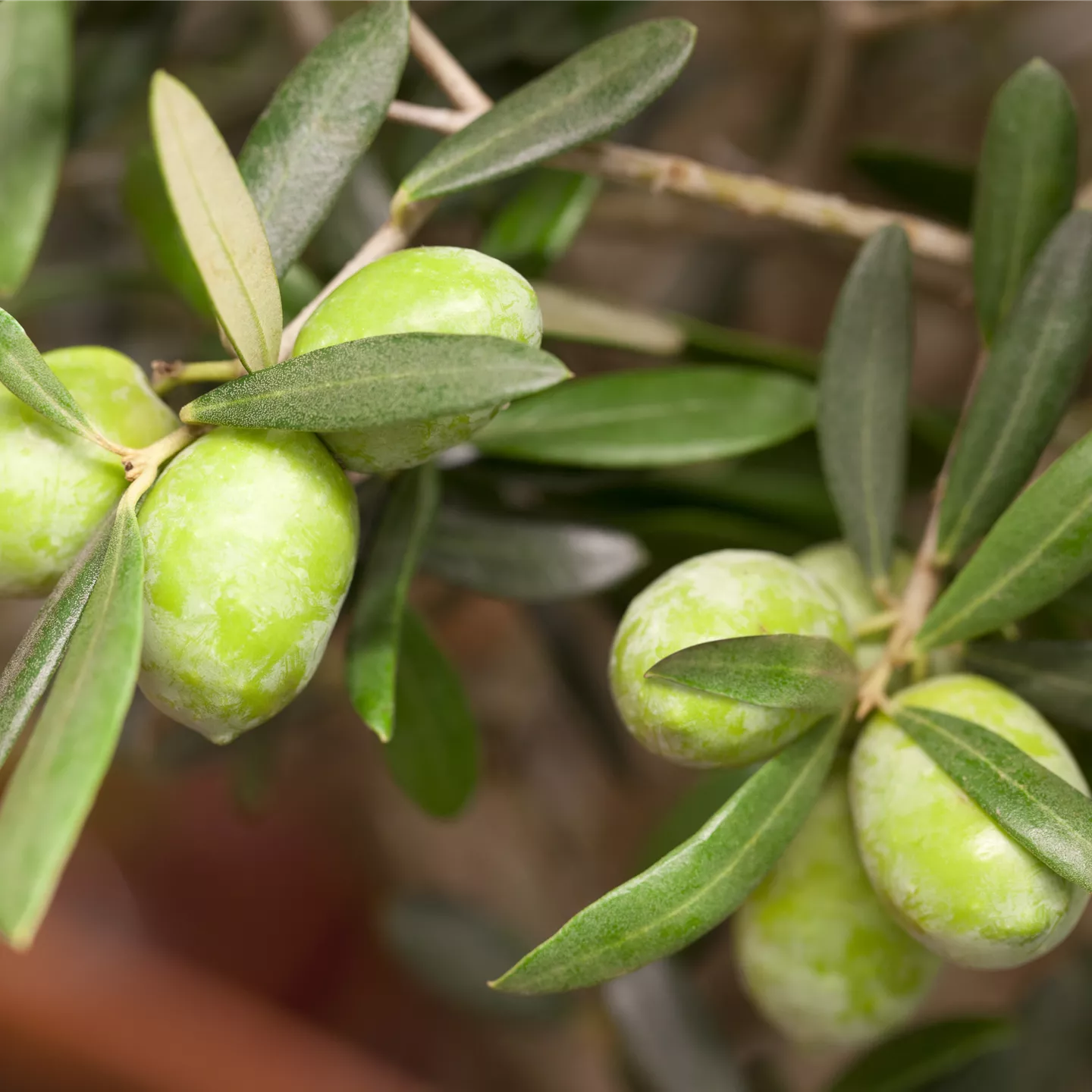 Olea europaea