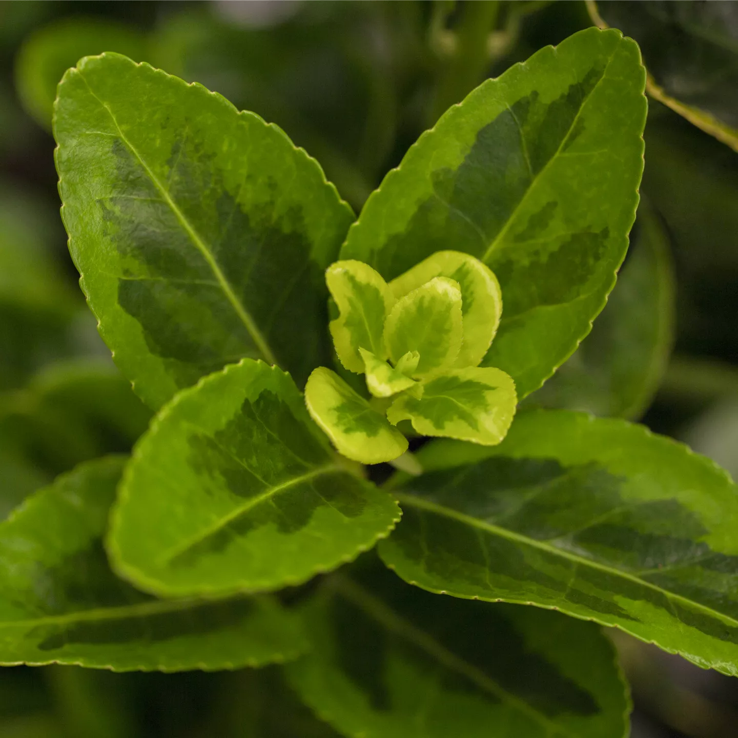 Euonymus japonicus 'Aureomarginatus'