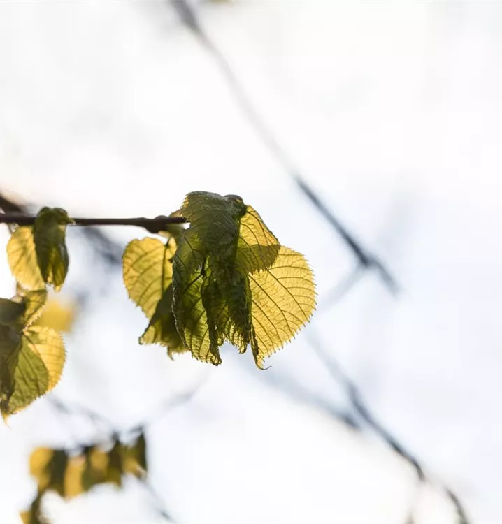 Sommer-Linde, Großblättrige Linde