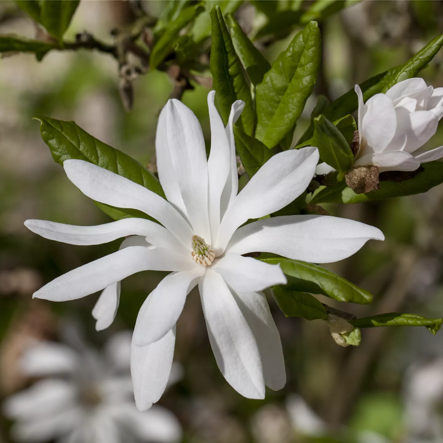 Magnolia stellata