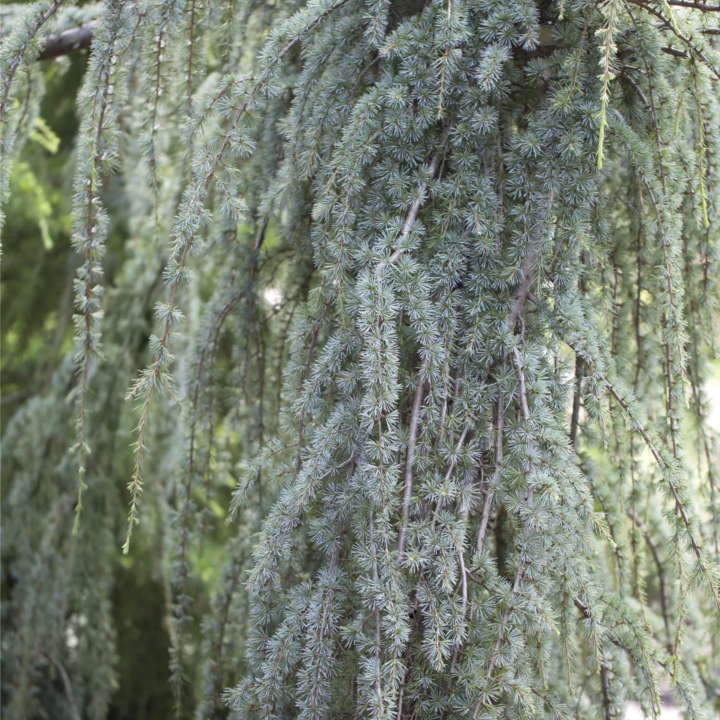 Cedrus atlantica 'Glauca Pendula'