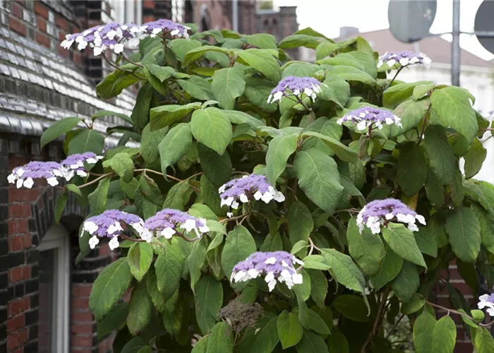 Hydrangea aspera 'Macrophylla'