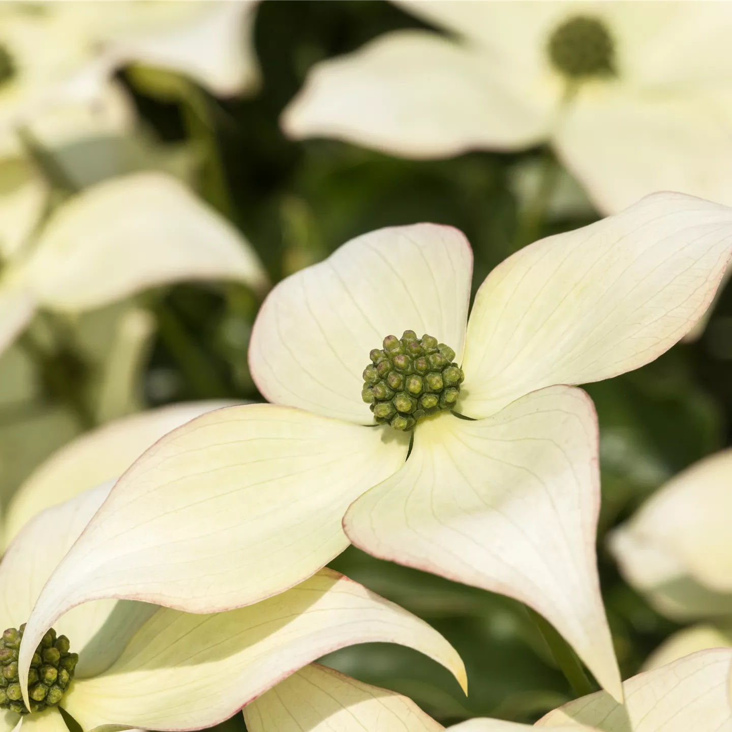 Cornus kousa chinensis 'Schmetterling'