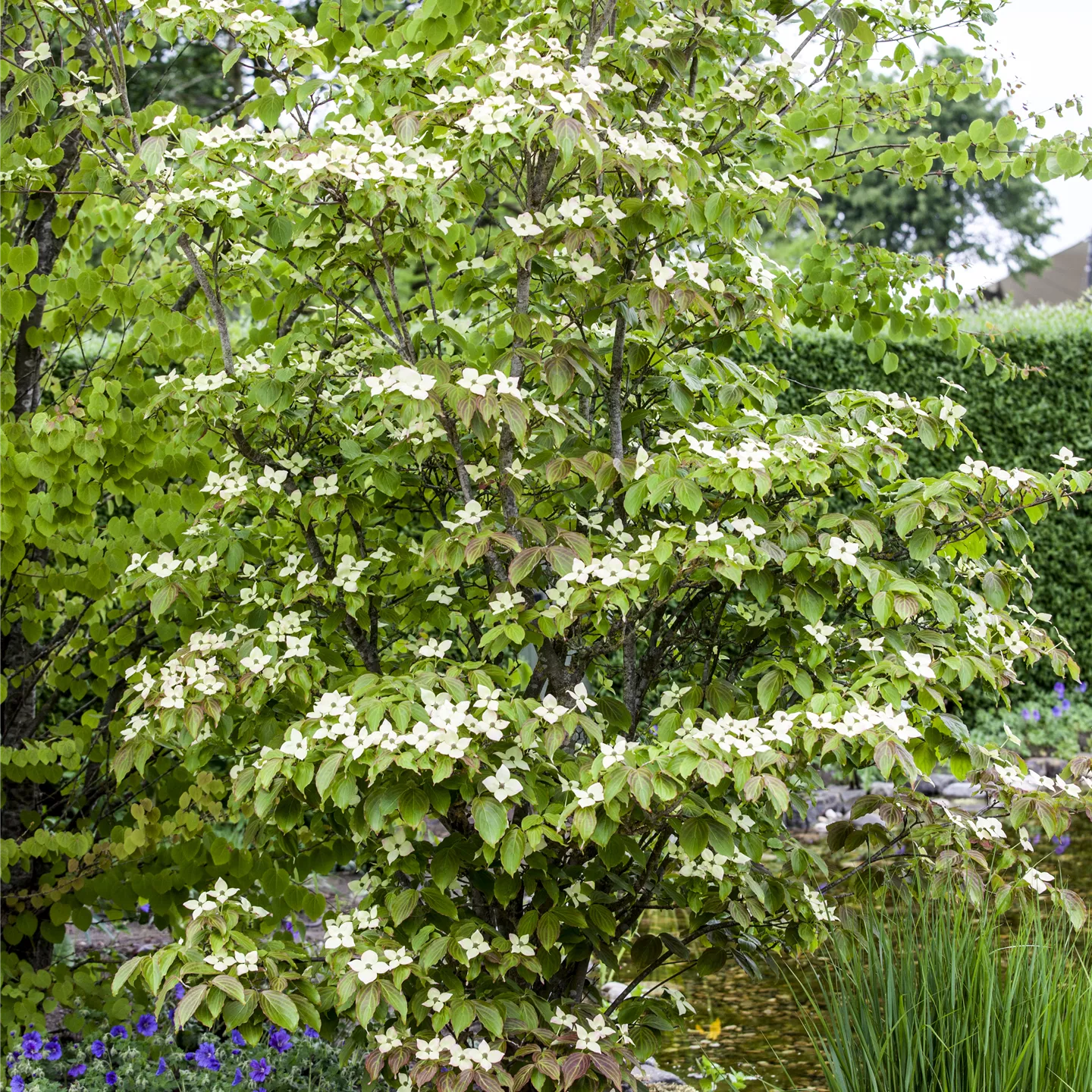 Cornus kousa chinensis 'Teutonia'