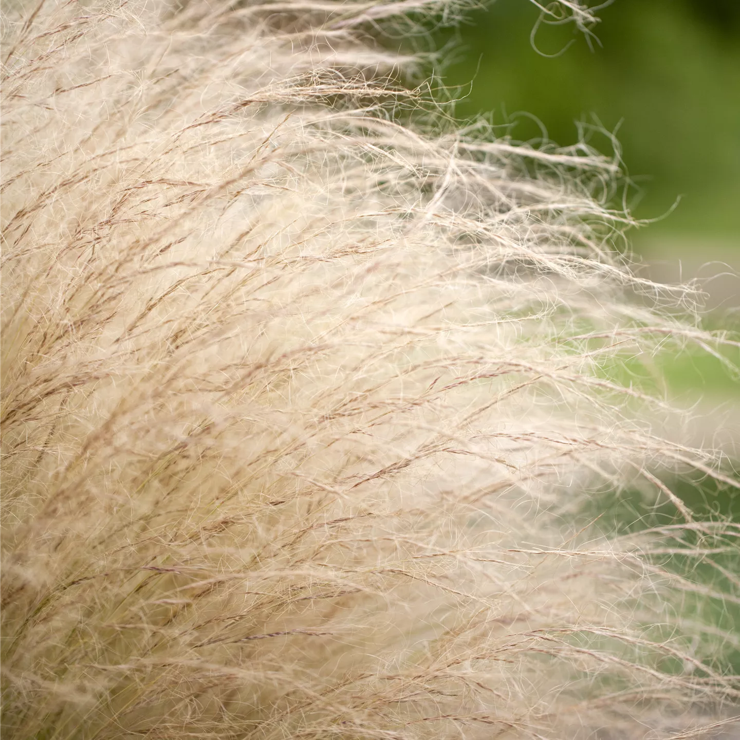 Stipa tenuissima 'Ponytails'