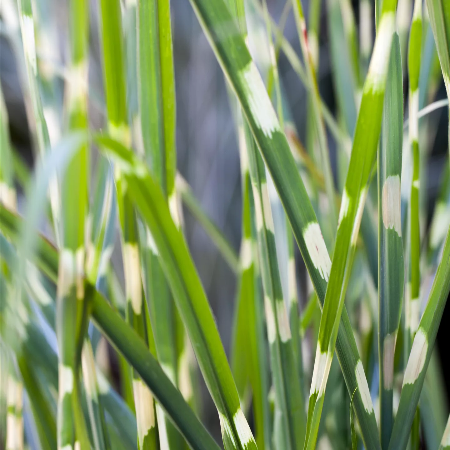 Miscanthus sinensis 'Strictus'