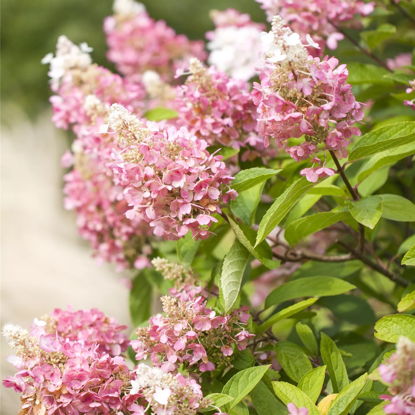 Hydrangea panic. 'Pinky Winky' -R-