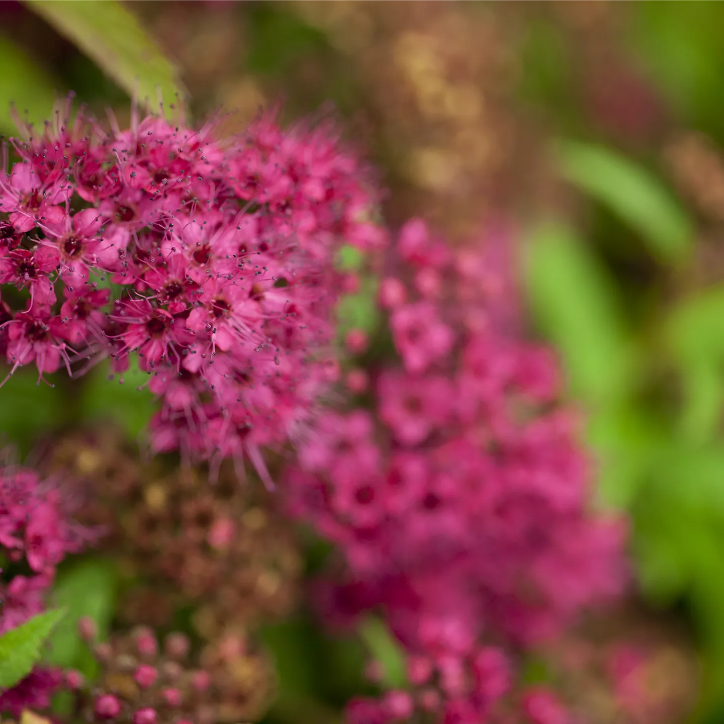 Spiraea japonica 'Dart's Red'