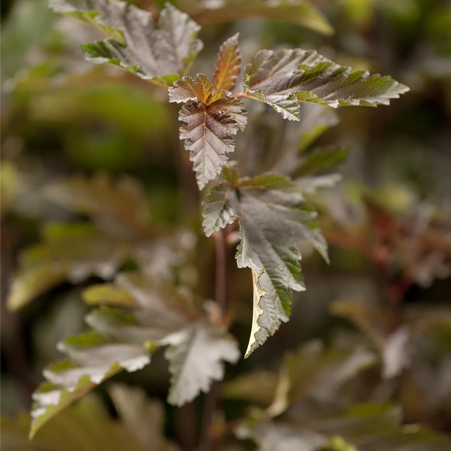 Physocarpus opulifolius 'Red Baron'