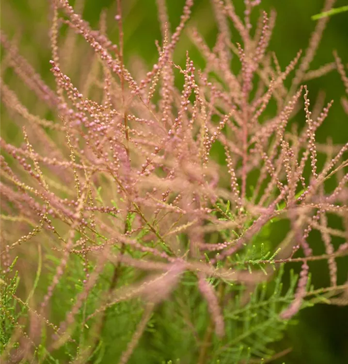 Sommer-Tamariske