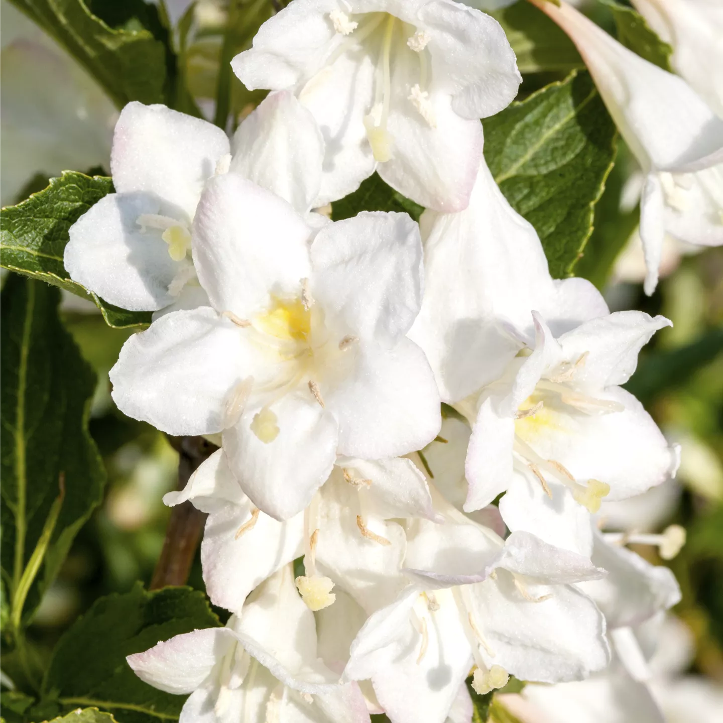 Weigela 'Milk and Honey' -R-