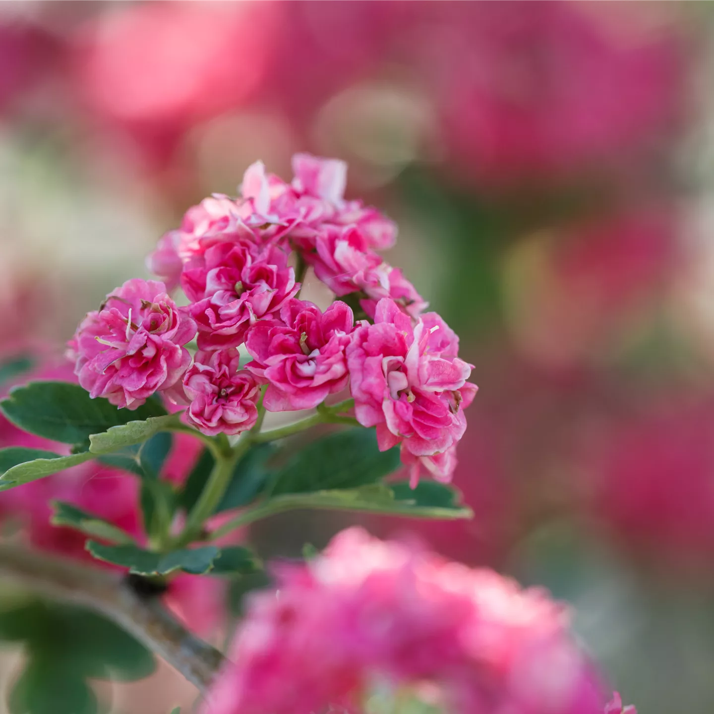 Crataegus laevigata 'Paul's Scarlet'