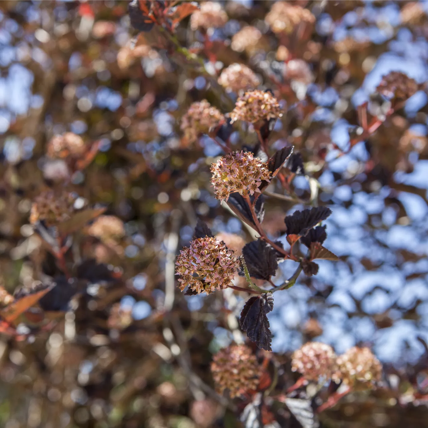 Physocarpus opulifolius 'Tiny Wine' -R-