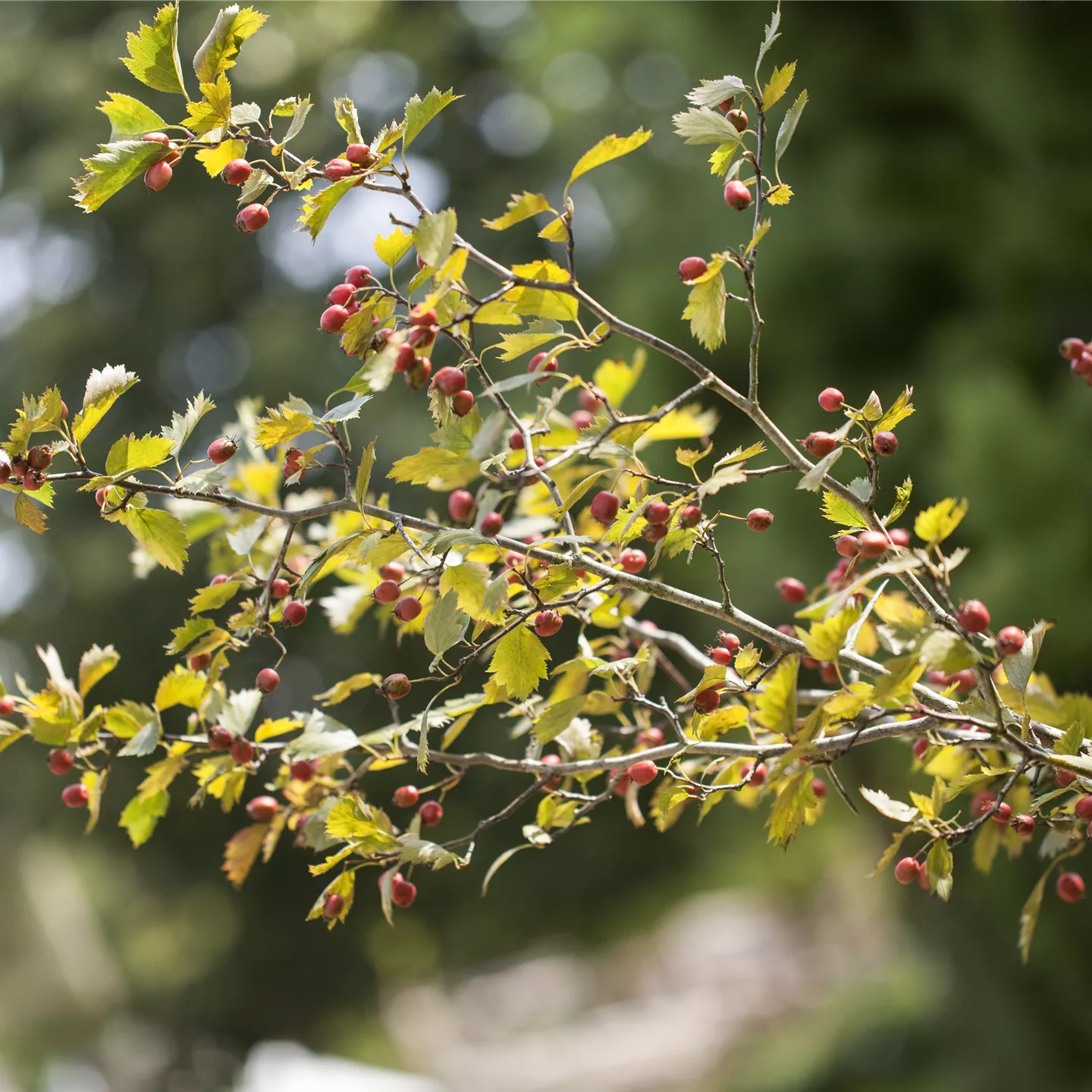 Crataegus monogyna