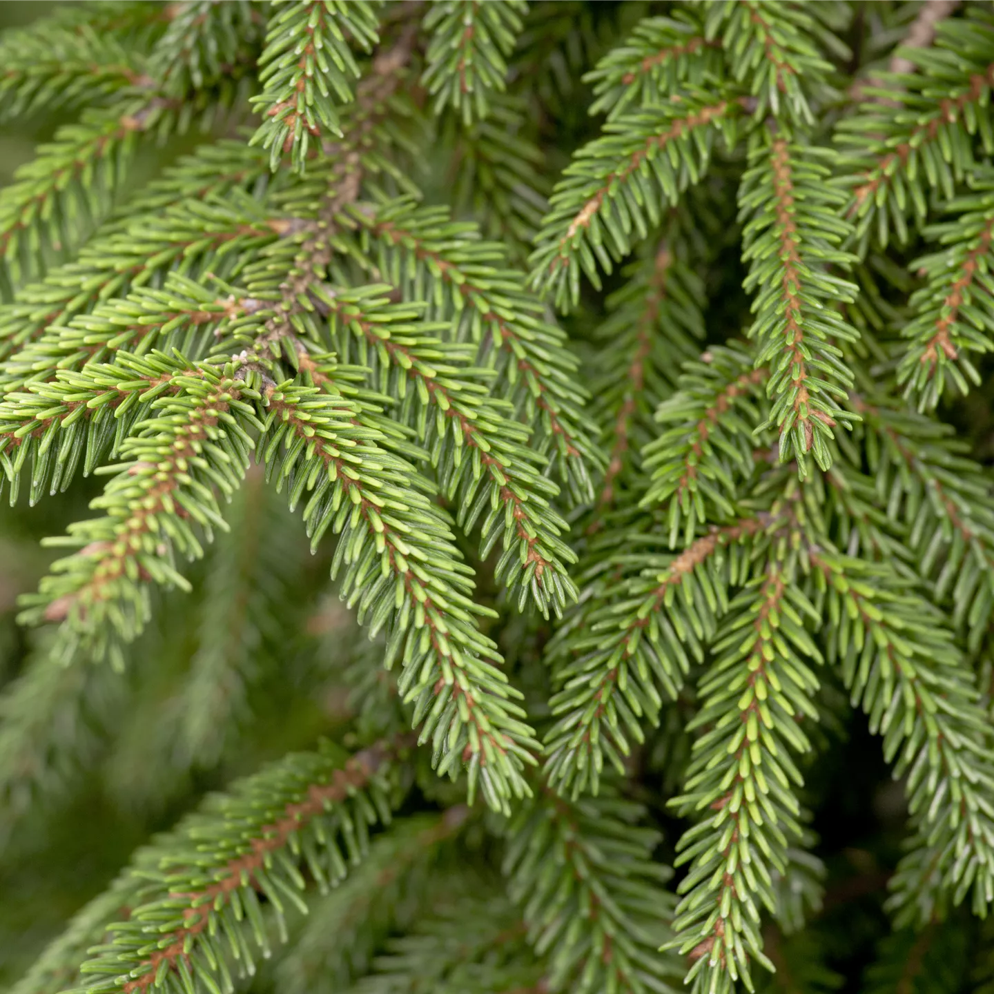 Picea orientalis 'Aureospicata'