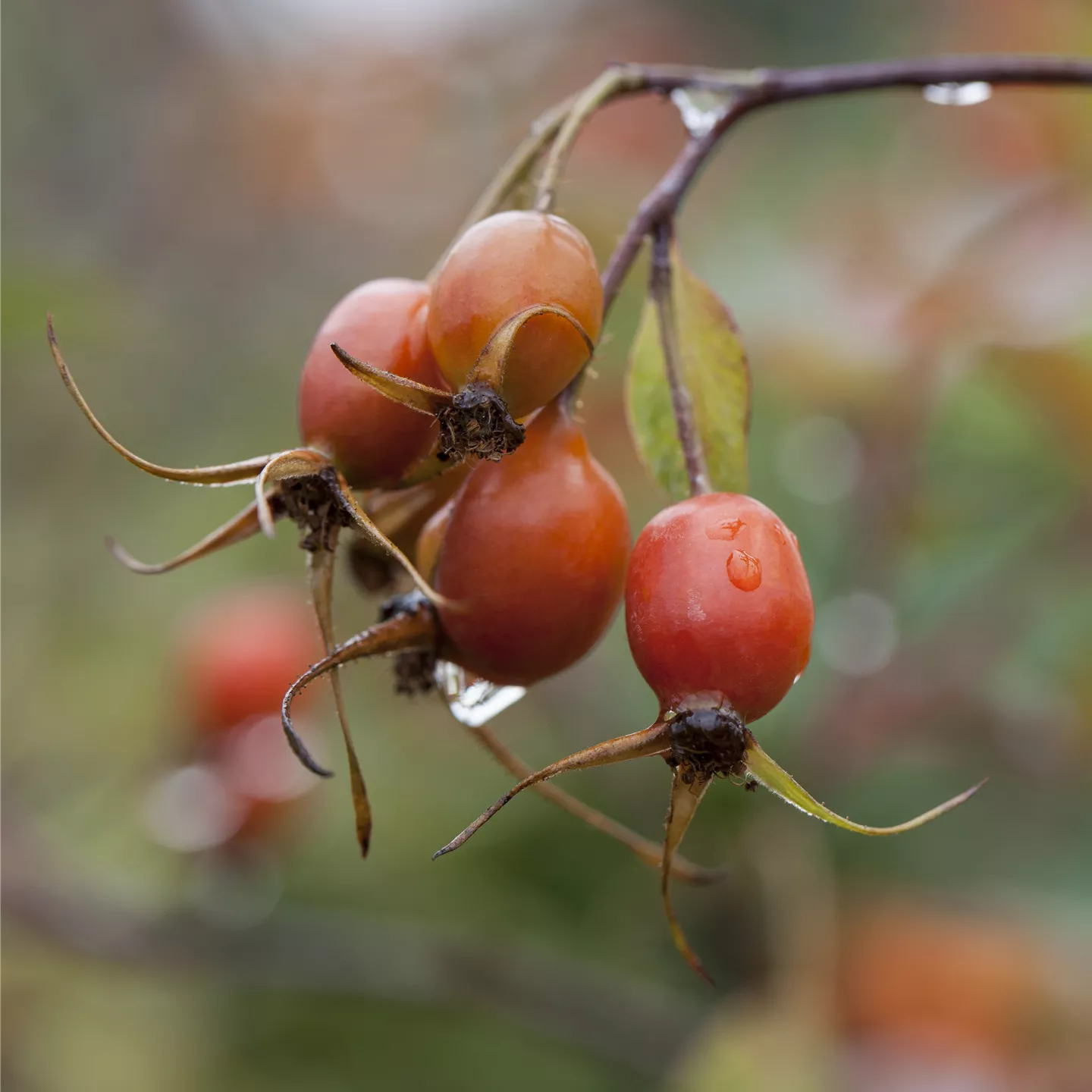 Rosa glauca