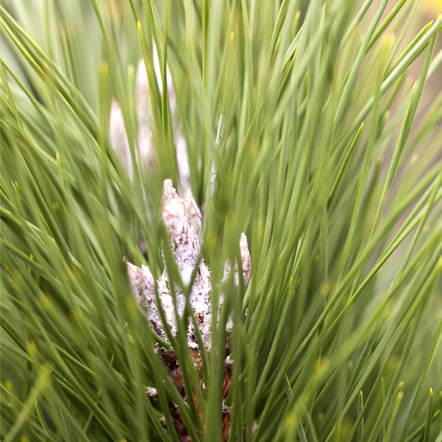 Pinus nigra 'Green Tower'