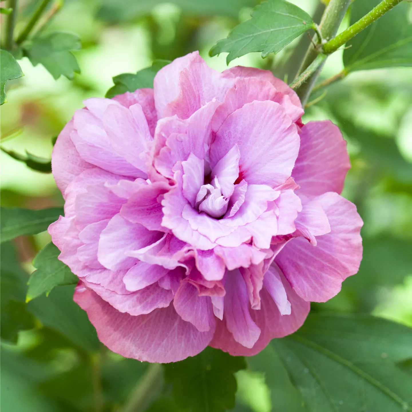 Hibiscus syriacus 'Duc de Brabant'