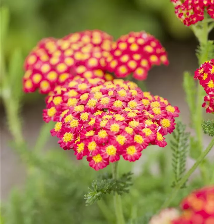 Garten-Schafgarbe 'Desert Eve Red'