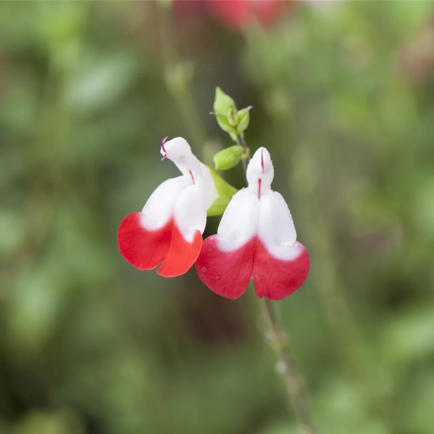 Salvia greggii 'Hot Lips'