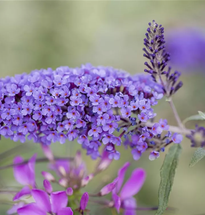 Zwerg-Sommerflieder 'Summer Bird Blue'